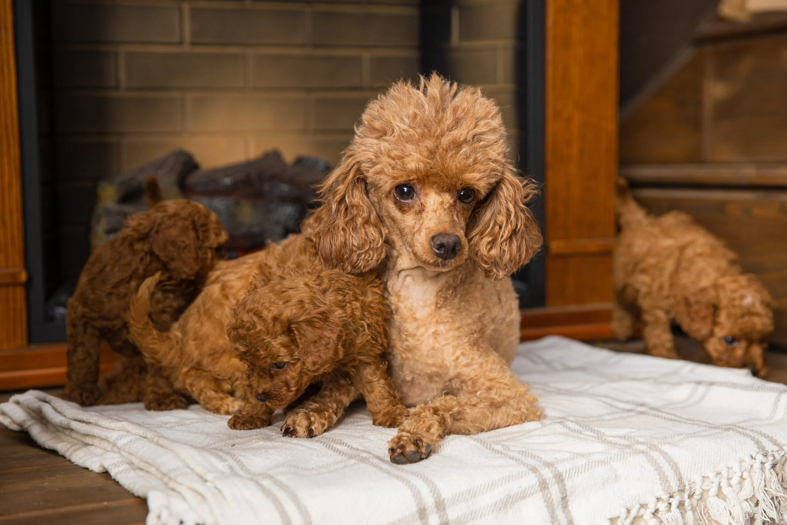 Toy Poodle Той Пудель Ред браун Pudelul
