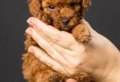 Toy Poodle Той Пудель Ред браун Pudelul