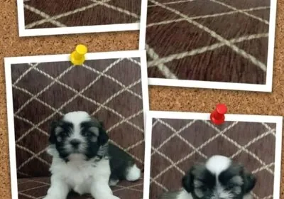 1000028310