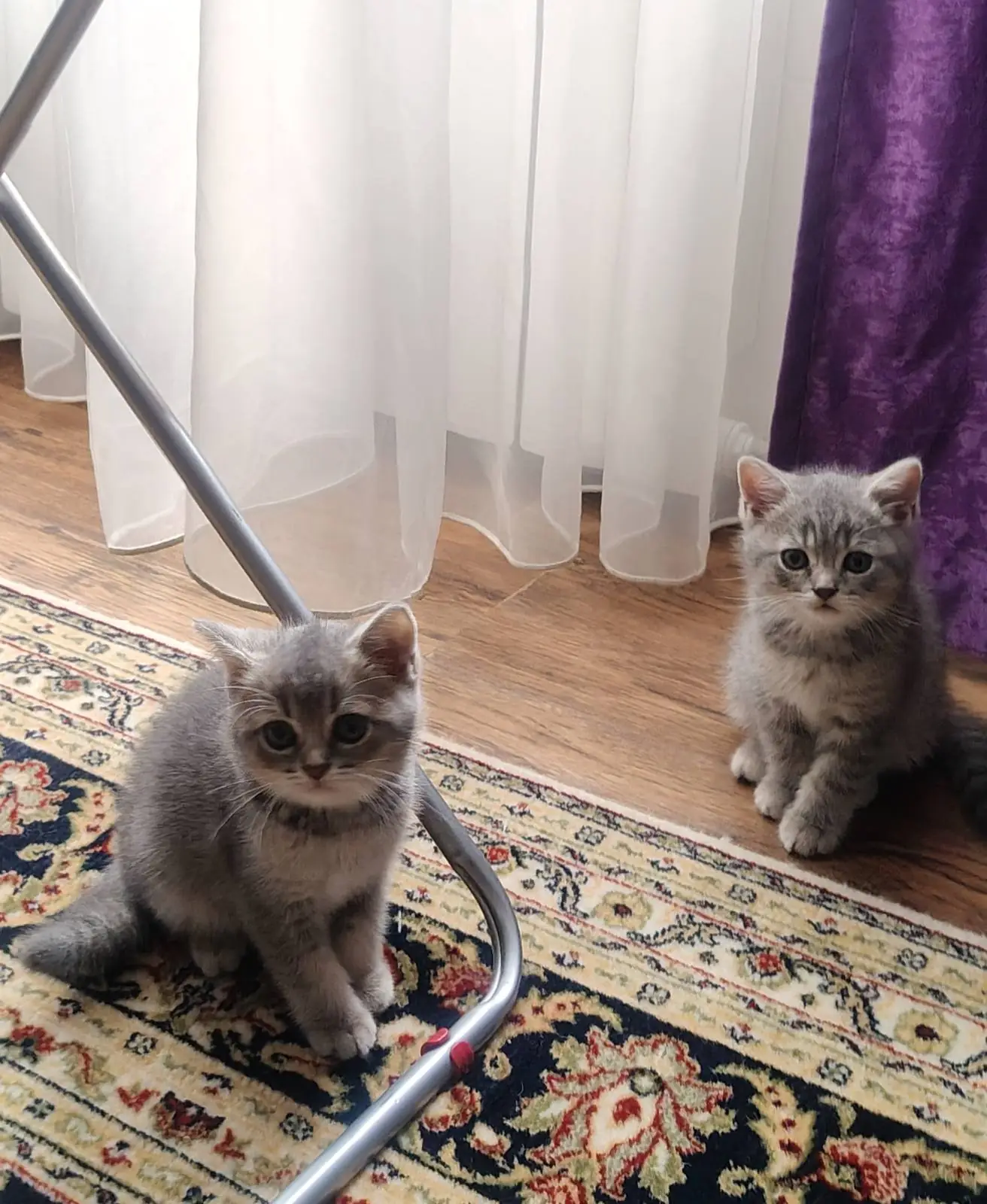 Шотландские котята
