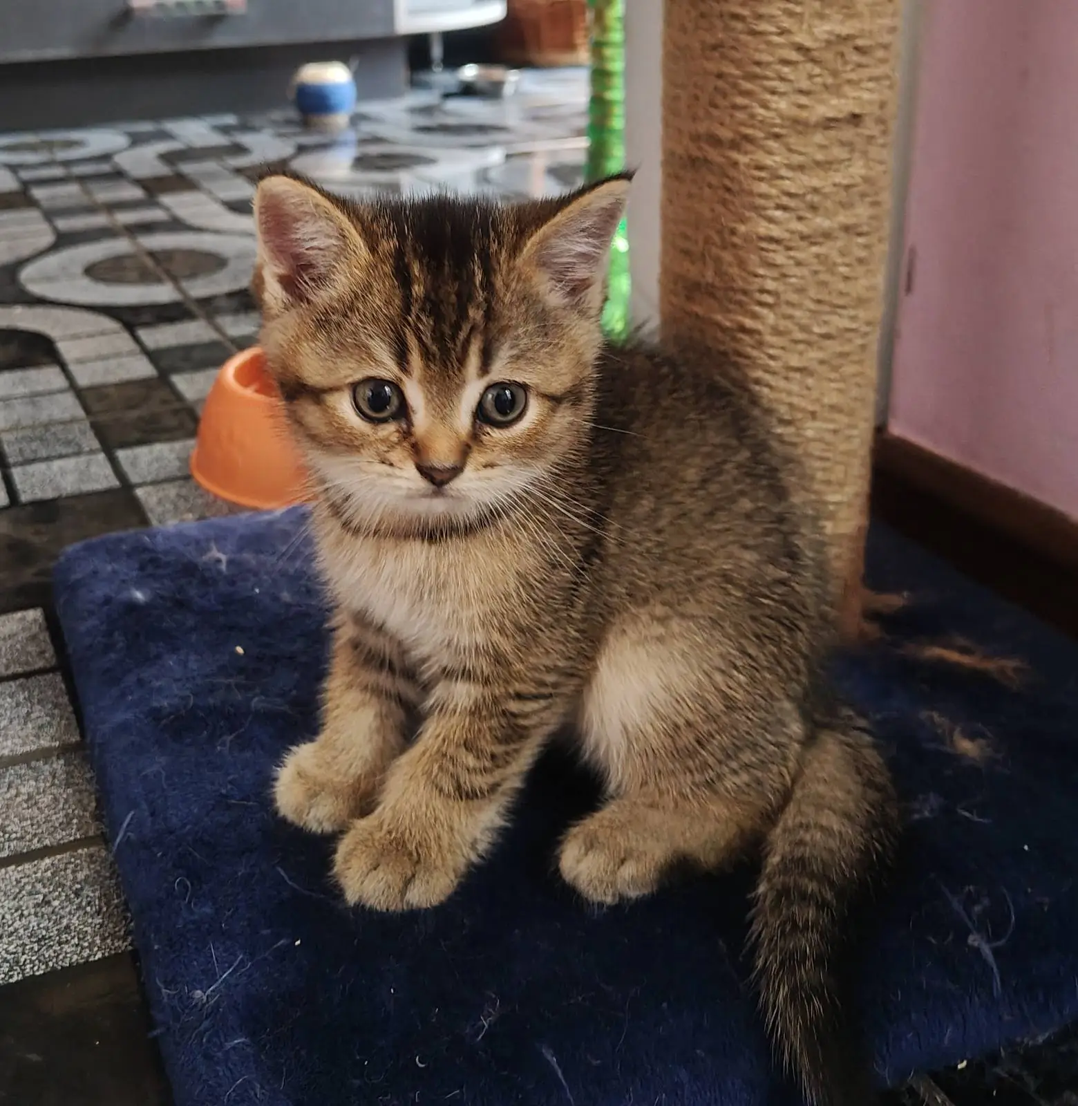 Шотландские котята