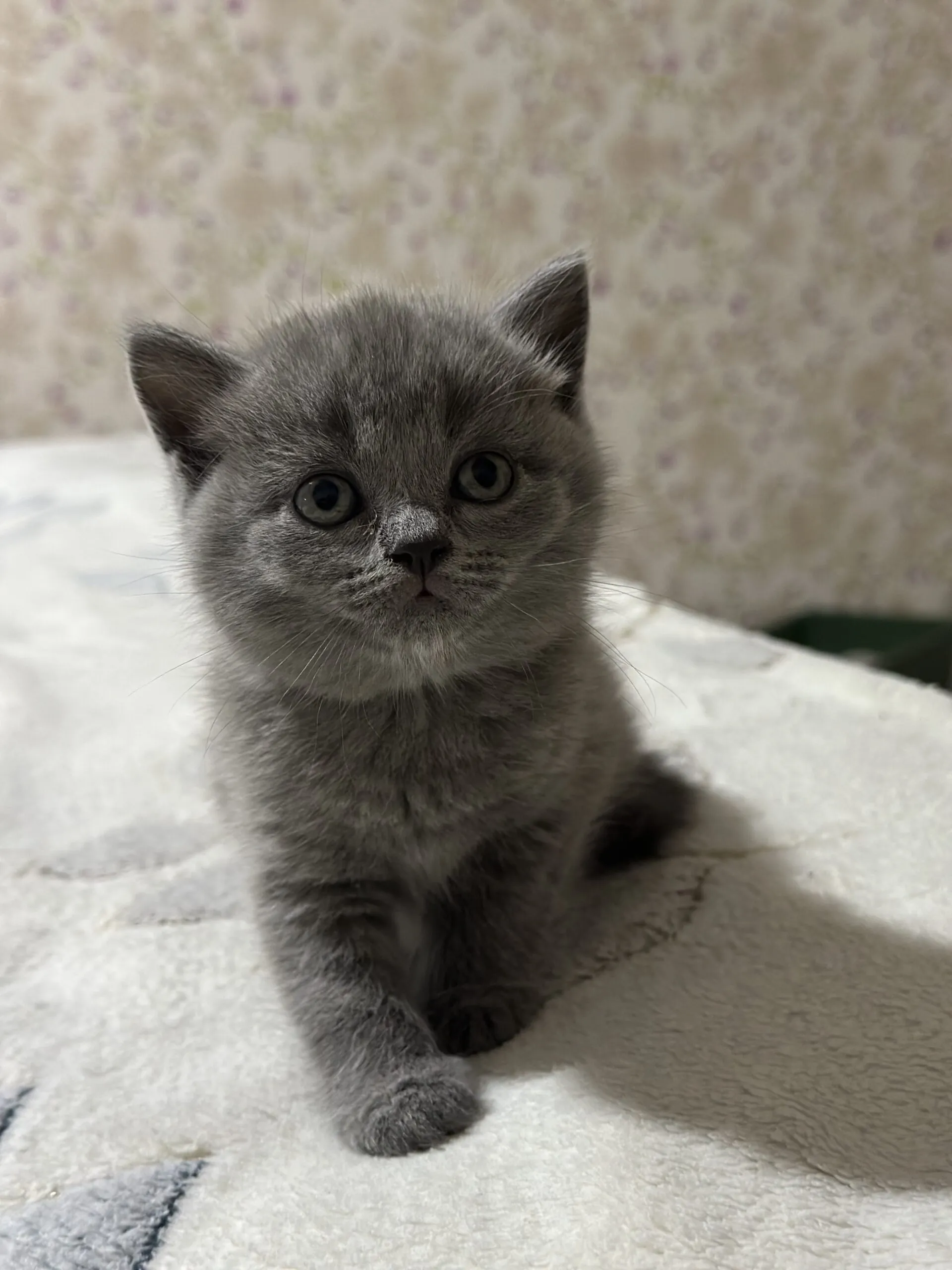 British pisicuțe