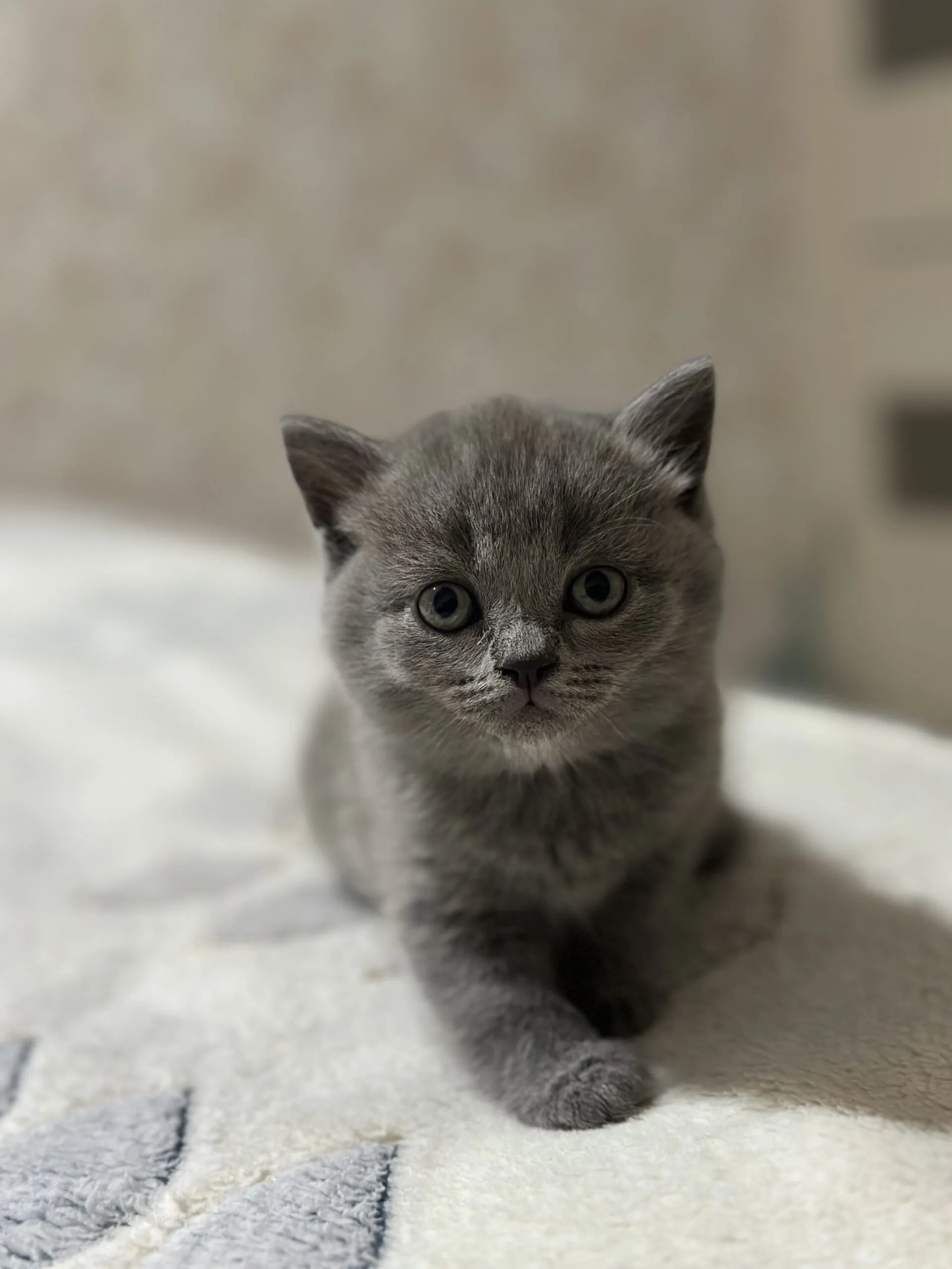 British pisicuțe